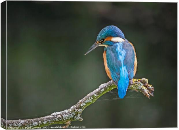 Kingfisher Canvas Print by Pete Lawless