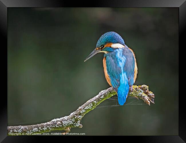 Kingfisher Framed Print by Pete Lawless