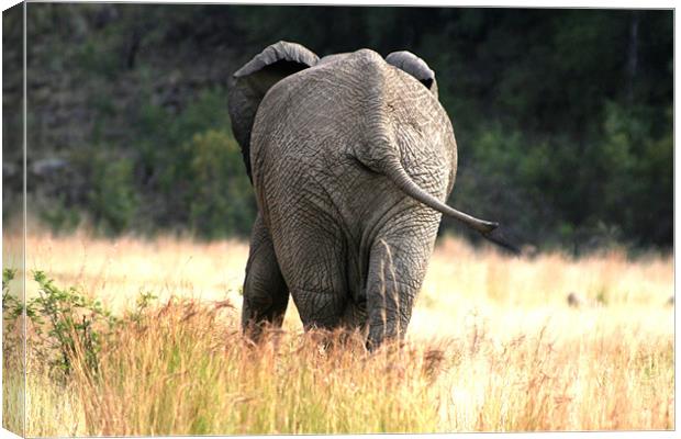 Does the grass make my bum look big. Canvas Print by Hush Naidoo