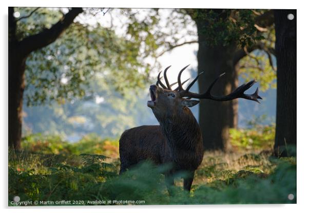 Red Deer Stag in Richmond Park Acrylic by Martin Griffett