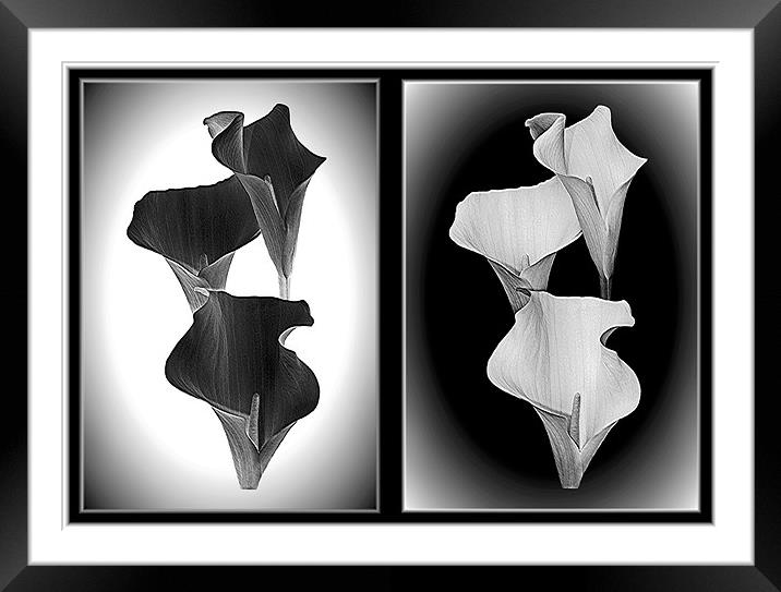 Calla Lillies.Black+White. Framed Mounted Print by paulette hurley