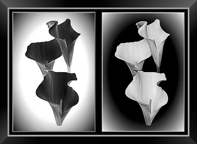 Calla Lillies.Black+White. Framed Print by paulette hurley