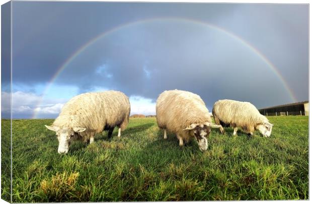 Rainbow over lambs  Canvas Print by Myles Campbell