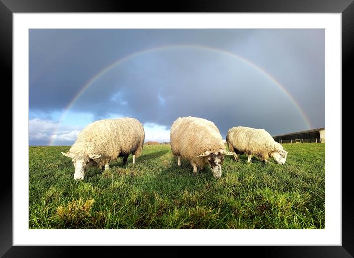 Rainbow over lambs  Framed Mounted Print by Myles Campbell