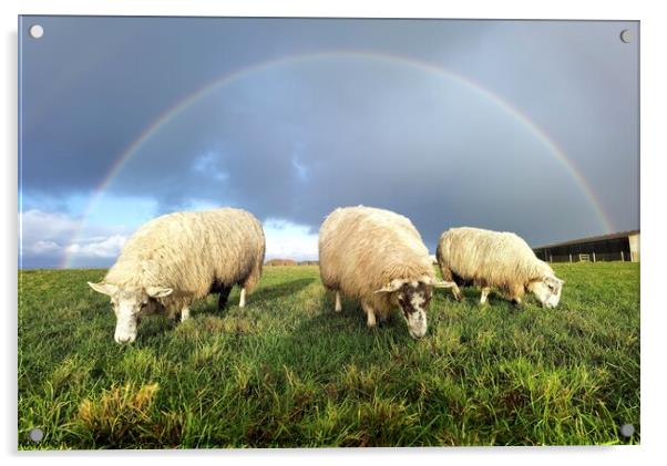 Rainbow over lambs  Acrylic by Myles Campbell