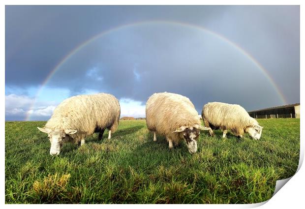 Rainbow over lambs  Print by Myles Campbell