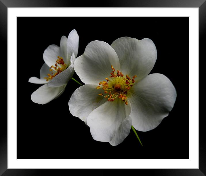 rosa canina Framed Mounted Print by Heather Newton