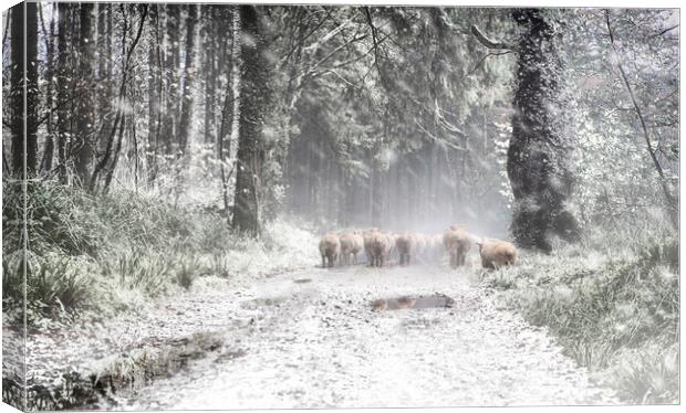 Moving Sheep Along a snowy Tamar Valley, Canvas Print by Maggie McCall