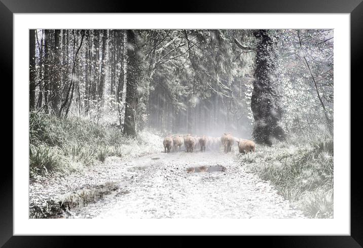 Moving Sheep Along a snowy Tamar Valley, Framed Mounted Print by Maggie McCall