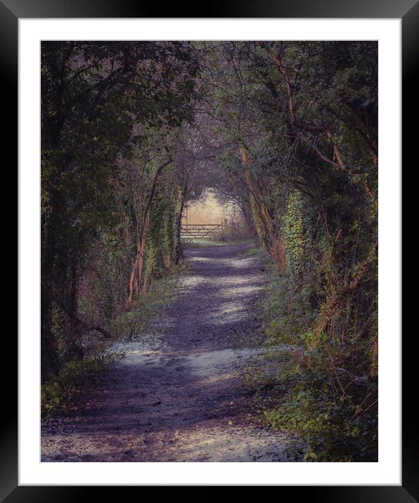 Woodland Path Framed Mounted Print by Paul Andrews