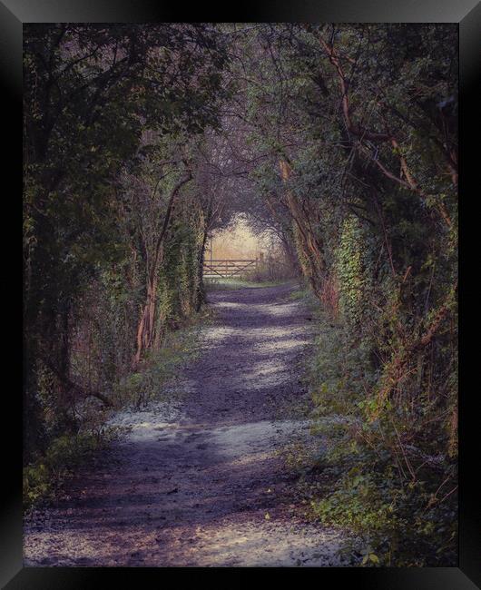 Woodland Path Framed Print by Paul Andrews