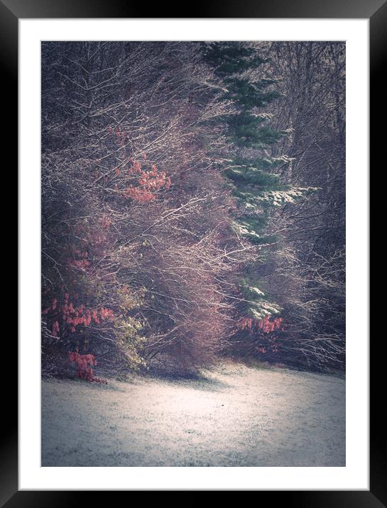 Winter Woodland Framed Mounted Print by Paul Andrews