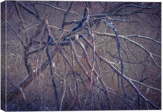 Spider Tree Canvas Print by Paul Andrews