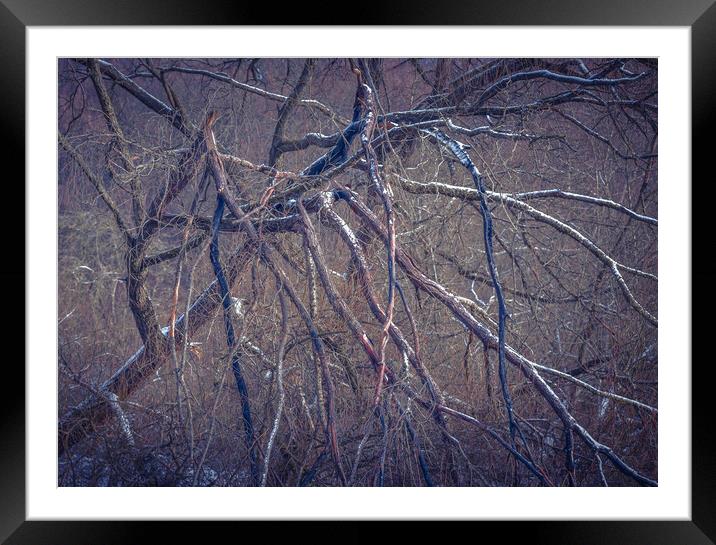 Spider Tree Framed Mounted Print by Paul Andrews