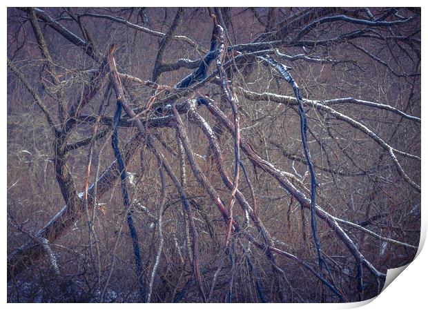 Spider Tree Print by Paul Andrews