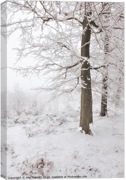 Beech Trees in the Snow Canvas Print by Ann Garrett