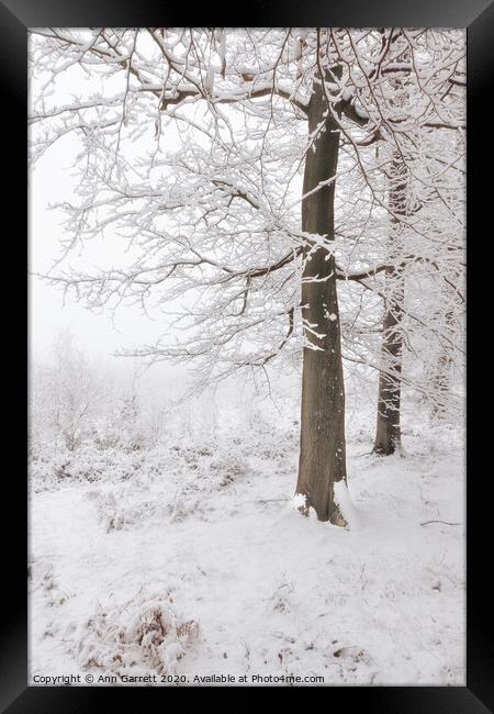 Beech Trees in the Snow Framed Print by Ann Garrett