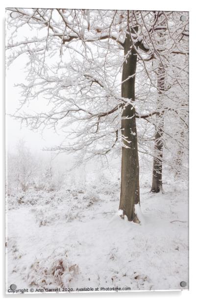 Beech Trees in the Snow Acrylic by Ann Garrett