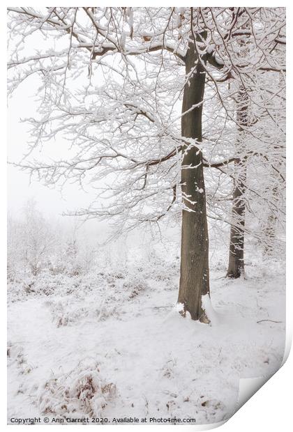 Beech Trees in the Snow Print by Ann Garrett