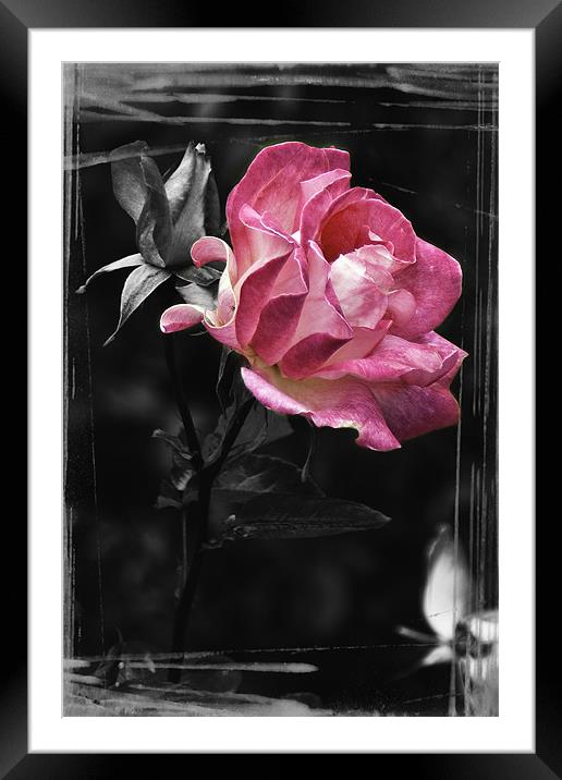 Pink Wild Rose Framed Mounted Print by richard downes