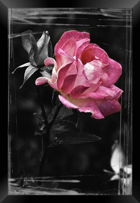 Pink Wild Rose Framed Print by richard downes