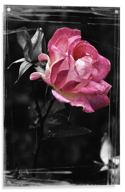 Pink Wild Rose Acrylic by richard downes