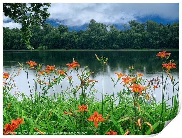 Vivid Orange Lilies Print by Deanne Flouton