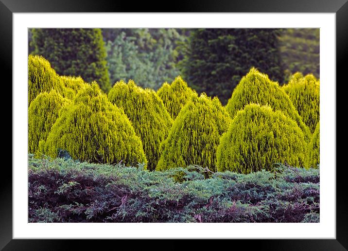 Conifer Mountain Framed Mounted Print by Doug McRae