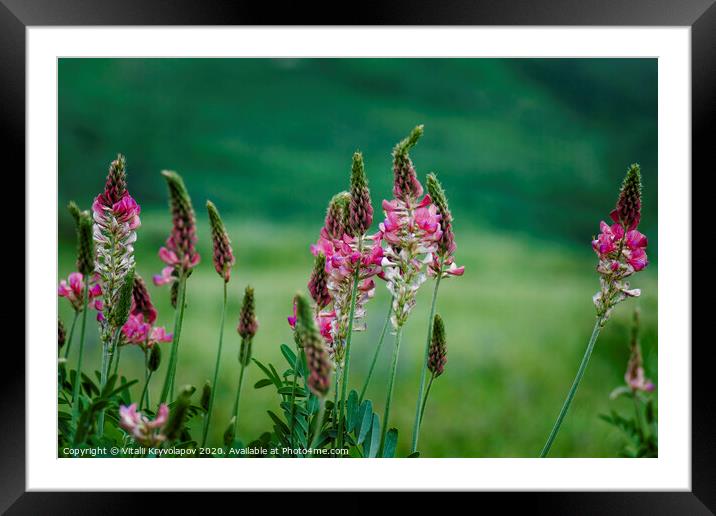 Mount flowers in a pastures of Armenia.  Framed Mounted Print by Vitalii Kryvolapov