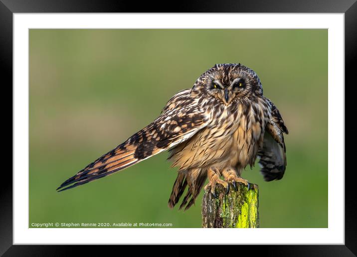Short-eared Owl drying wing feathers Framed Mounted Print by Stephen Rennie