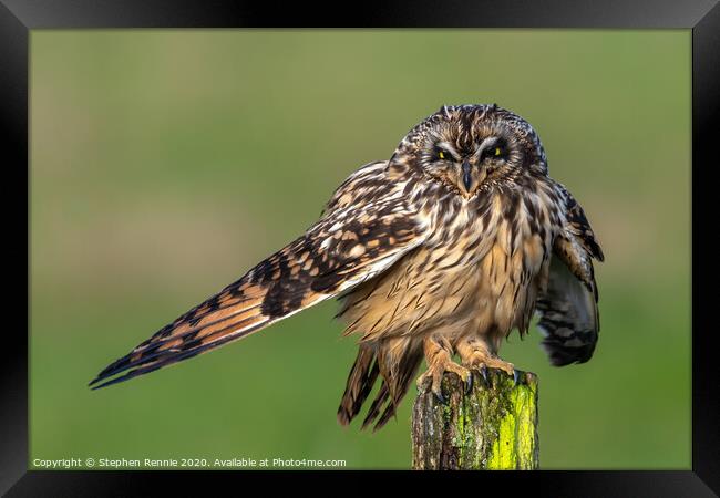 Short-eared Owl drying wing feathers Framed Print by Stephen Rennie