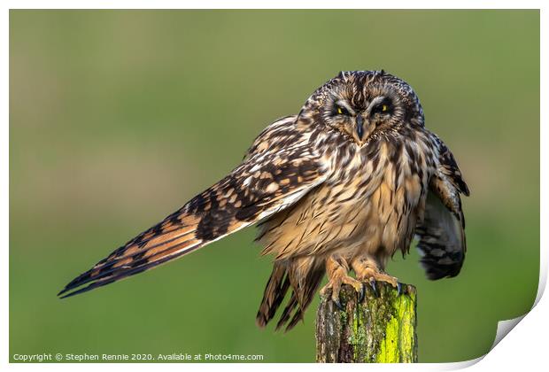 Short-eared Owl drying wing feathers Print by Stephen Rennie