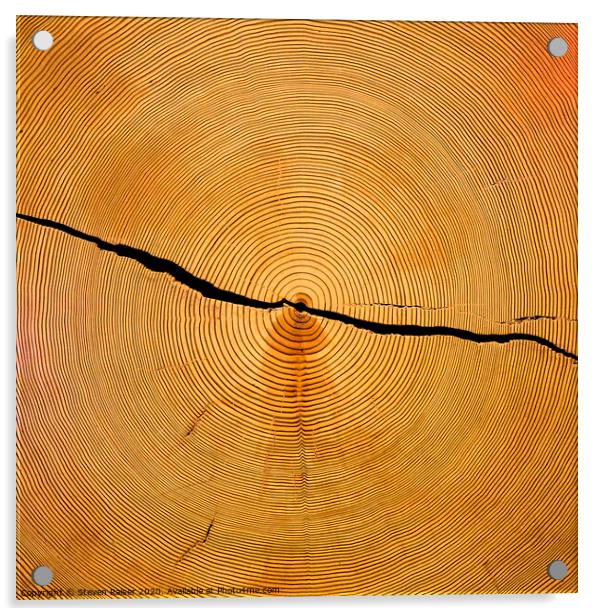 Tree Rings Acrylic by Steven Ralser