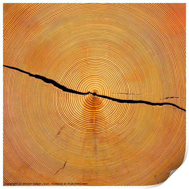 Tree Rings Print by Steven Ralser
