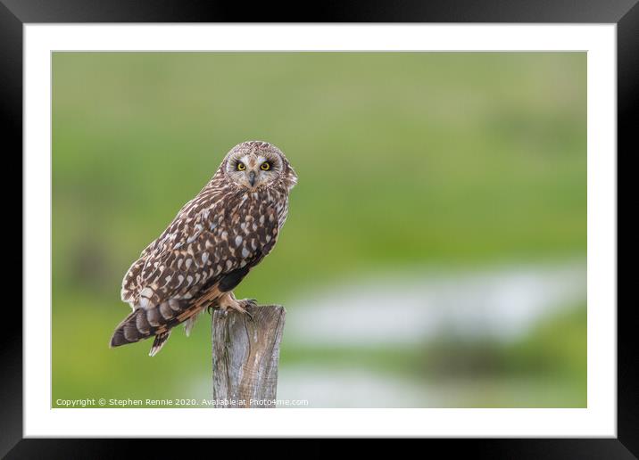 Short-eared owl in wetlands Framed Mounted Print by Stephen Rennie