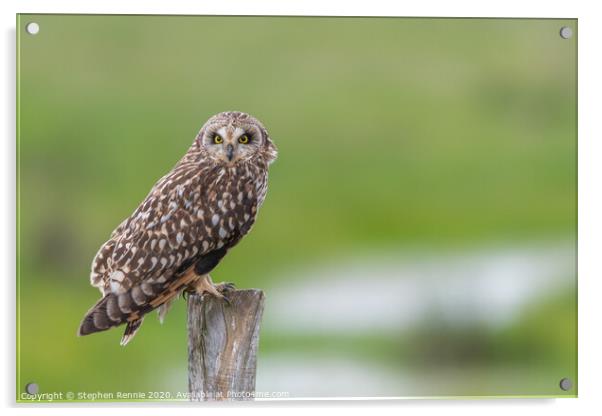 Short-eared owl in wetlands Acrylic by Stephen Rennie