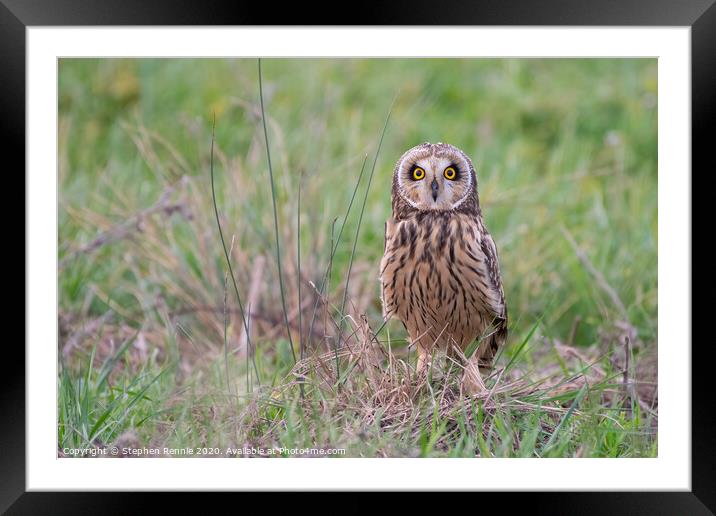 Short-eared owl Bird of Prey  Framed Mounted Print by Stephen Rennie