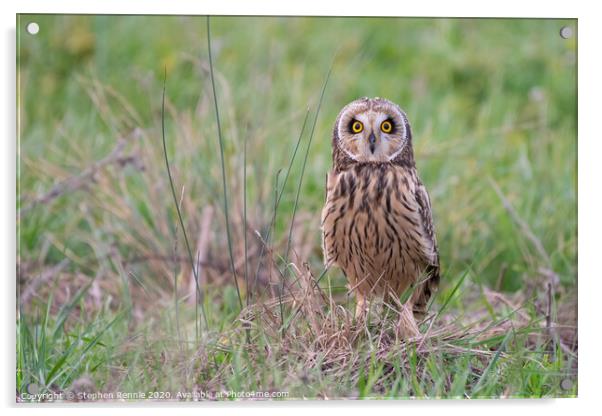 Short-eared owl Bird of Prey  Acrylic by Stephen Rennie