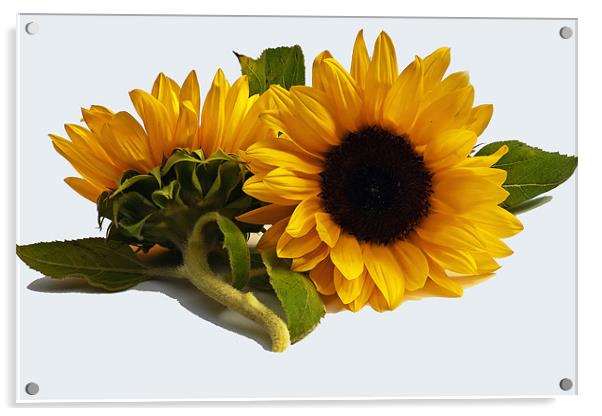 Sunflowers Acrylic by Doug McRae