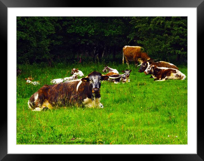 Old English Longhorns Framed Mounted Print by Steven Watson