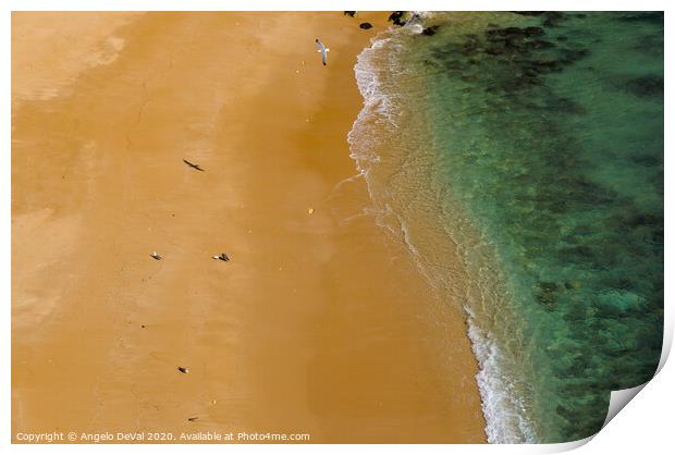 Seagulls in Praia Deserta Print by Angelo DeVal