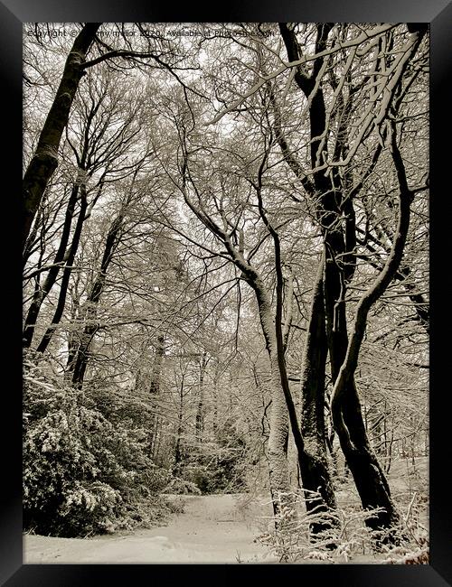 Enchanting Winter Wonderland Framed Print by tammy mellor