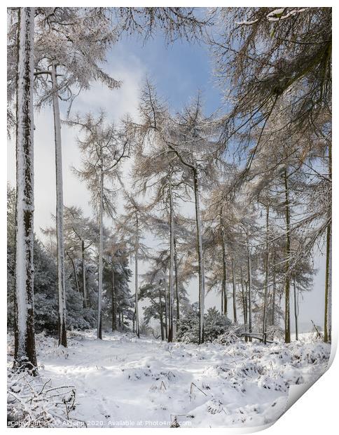 Winter wonderland Print by Bill Allsopp