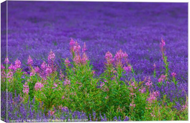 Rosebay willowherb in a Lavender field. Canvas Print by Bill Allsopp