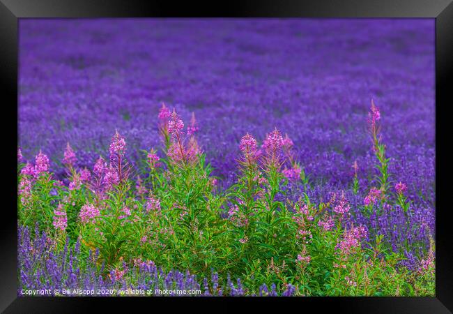 Rosebay willowherb in a Lavender field. Framed Print by Bill Allsopp