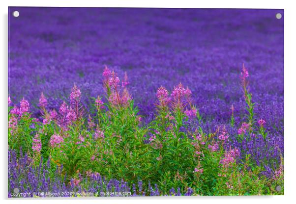 Rosebay willowherb in a Lavender field. Acrylic by Bill Allsopp