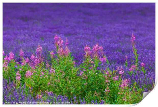 Rosebay willowherb in a Lavender field. Print by Bill Allsopp