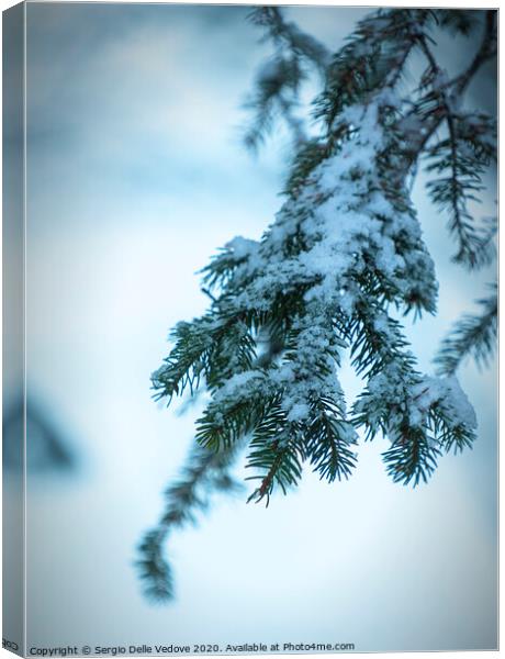 pine branches with snow Canvas Print by Sergio Delle Vedove