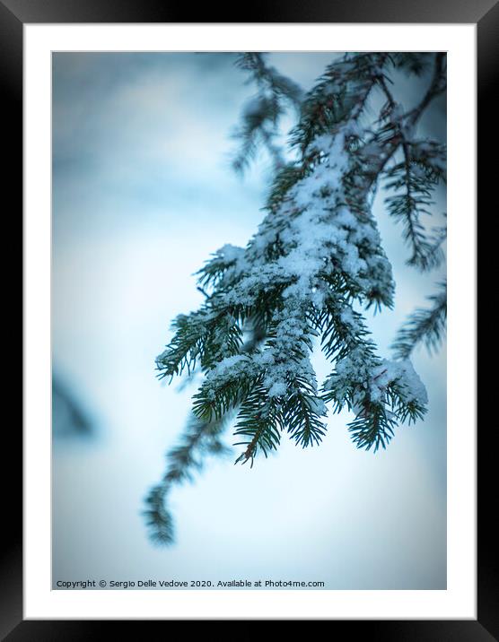 pine branches with snow Framed Mounted Print by Sergio Delle Vedove