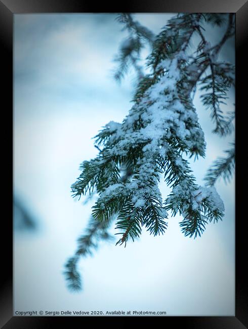 pine branches with snow Framed Print by Sergio Delle Vedove